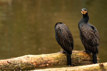 A great cormorant (Phalacrocorax carbo), resting