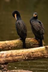 A great cormorant (Phalacrocorax carbo), resting
