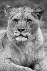Barbary lion, North Africa, Atlas. This species of lion is already extinct in the wild. Barbary lion big cat the largest subspecies of lion. female