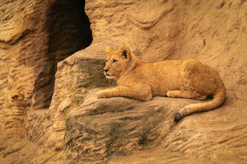 Barbary lion, North Africa, Atlas. This species of lion is already extinct in the wild. Barbary...