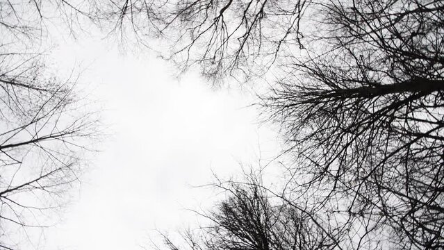 Low angle spinning view of black bare trees in forest forming frame against overcast gray winter sky. Real time handheld video. Natural background. Beauty in nature theme.