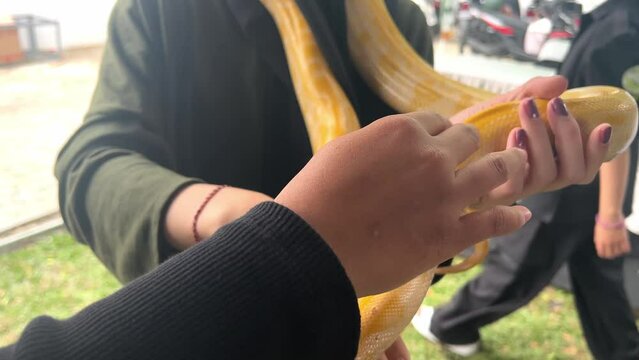 Reptile Lover  Playing with Golden Python Snake