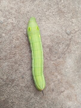 Chaerocampa celerio (vine hawk-moth)