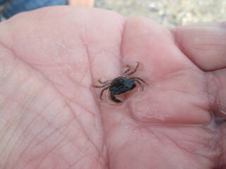 Baby crab resting on my palm hand.