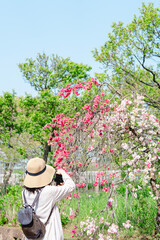春の花を撮影する女性