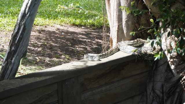 Snake relaxing in the Sunday afternoon sun