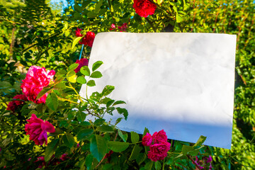White paper and beautiful flowers. High quality photo