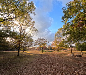Autumn Forest Landscape with Colorful Foliage and Clear Sky