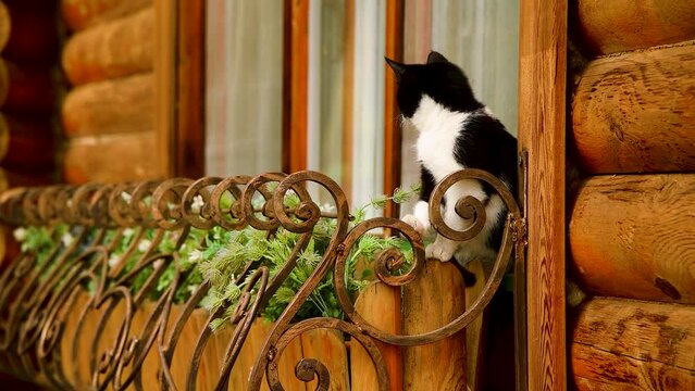 Сat is on the window. A beautiful cat is sitting in front of the window by a flower pot on a warm autumn day. A wooden house, a window and a cute cat. Autumn image of a country house