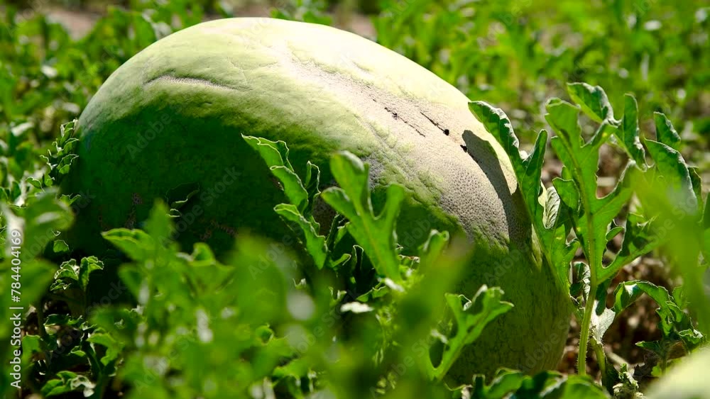 Wall mural Growing watermelons in the field in the open ground. Watermelons grow in the field. Agricultural industry