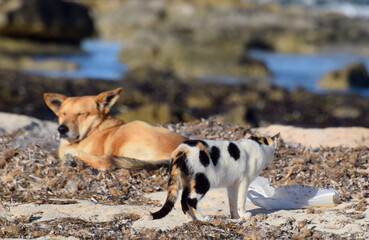 Przyjaciele - pies i kot odpoczywający na plaży w suchych wodorostach - obrazy, fototapety, plakaty