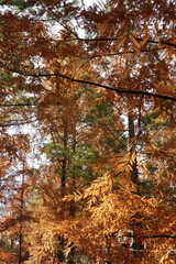 Tranquil autumn forest with orange leaves on tree branches.