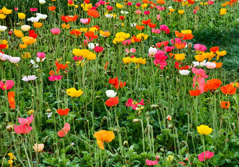 an assortment of colourful poppy flowers