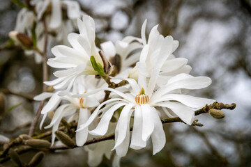  White magnolia flowers