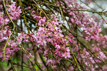 Cherry blossom tree in full flower