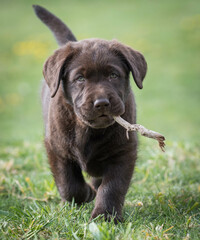 Labrador retriever puppy