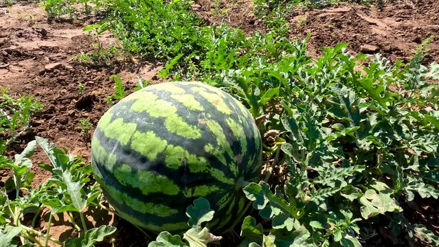 Growing watermelons in the field in the open ground. Watermelons grow in the field. Agricultural industry