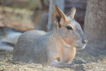 Patagonian Mara. Animal from South America.