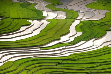 Sawah fields are typically flooded with water, creating the ideal conditions for cultivating rice,...