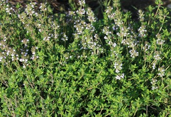 Blooming thyme  in a herb garden. Aromatic culinary seasoning thyme herb loves dry stony soil and has strong smell and taste.