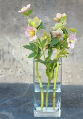 Pink flowers of Helleborus hybridus in a glass vase on the stone desk. Bouquet of spring flowers against blurred background with copy space..