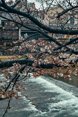 Pink Sakura, cherry blossoms in front of the Kyoto Kamo Riverside. Japanese architecture on a rainy day in spring