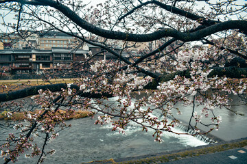 Pink Sakura, cherry blossoms in front of the Kyoto Kamo Riverside. Japanese architecture on a rainy day in spring