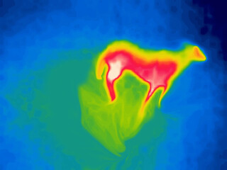 Greyhound. Image from thermal imager device.
