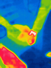 A playing cat.Image from thermal imager device.