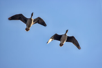 Couple of Bean goose (Anser fabalis). Flocks of migrating geese in the sky. European migration stop-overs, Birds fly full-face, rocketing