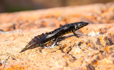 crested newt (Triturus cristatus). The amphibian moves to another pond for breeding in a heap of granite boulders after wintering. Baltic Sea, Gulf of Finland, Sommers Island