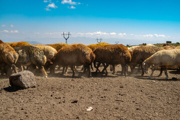Flock of sheep grazing in the mountains. The concept of rural life.