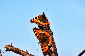 Two Lesser tortoiseshell (Vanessa urticae) arranged mating dance at the birch syrup feeding site