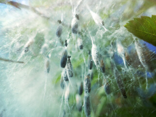 In the web of forest pests, eaten foliage. Cobwebs and pupae after larvae
