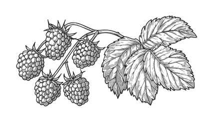 Vector isolated raspberry berries branch contour line