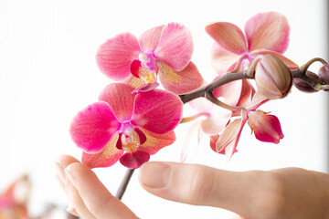 A hand and a beautiful pink orchid against white background.