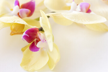 Yellow orchid branch with flowers on white background. Floral background, close up, copy space