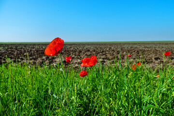 Ruderal vegetation. Poppies are like field weed (agrestal) in agricultural fields. Redweed (Papaver...
