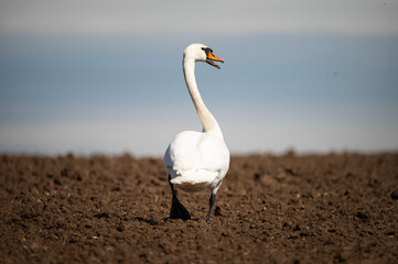 Mute swan on a walk in the spring
