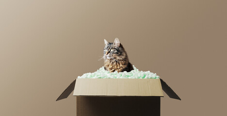 Cute cat sitting inside a delivery box - 784415166