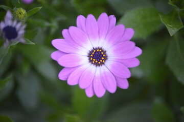 Zartes lila Kapk&ouml;rbchen mit detaillierter Bl&uuml;tenmitte