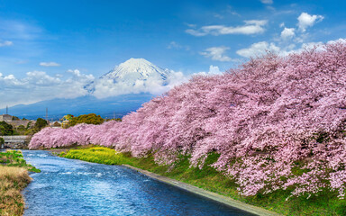Fuji mountains and cherry blossoms in spring, Japan.