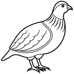 common quail isolated on white background. line art, drawing coloring book pages for children and adults