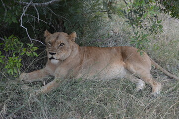 lion cub in the grass