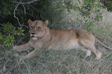 lion cub in the grass