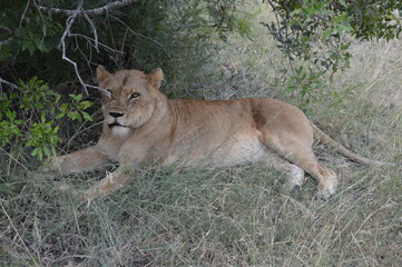 lion cub in the grass