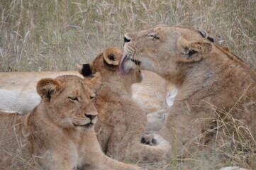 lioness and cubs