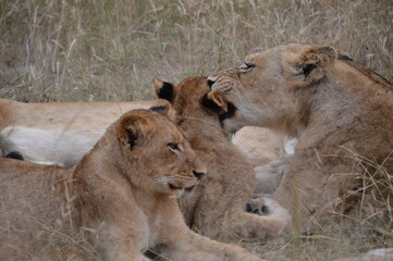 lion and lioness