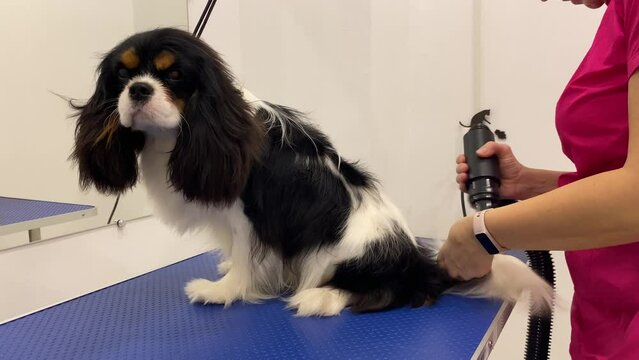 A professional pet groomer uses a blow dryer to dry a Cavalier King Charles Spaniels fur after a bath. Pet grooming is an essential part of keeping your pet clean and healthy.