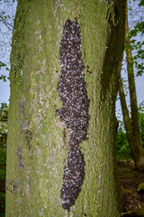 lime seed bug resp.Oxycarenus lavaterae on tree,lower Rhine region,Germany
